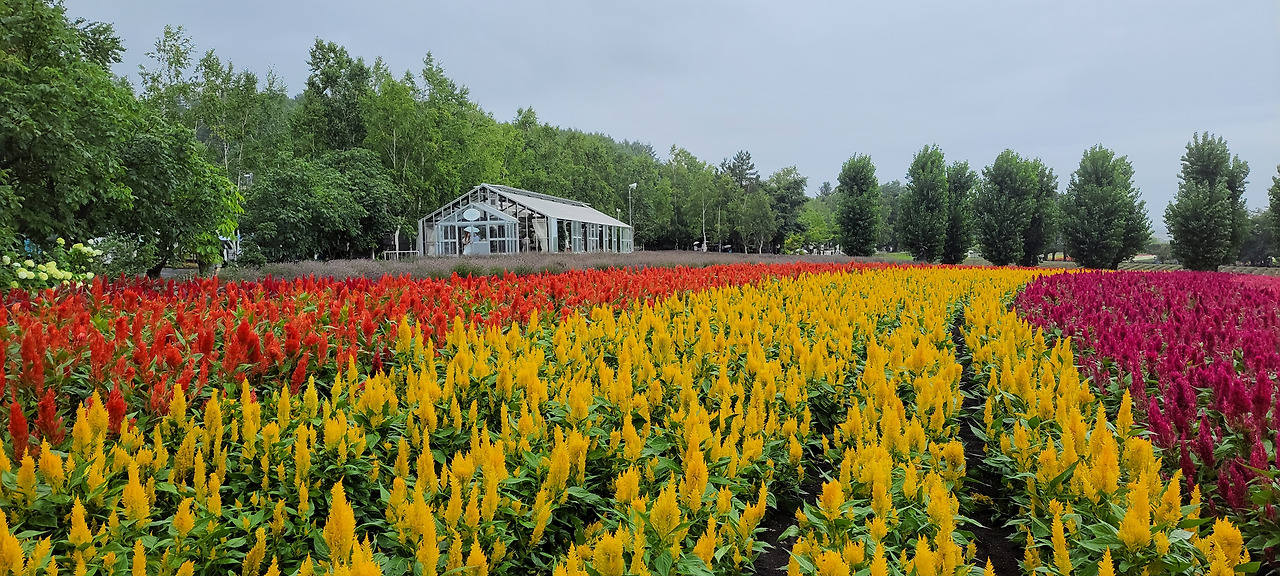 일본사진브런치용 (13).jpg