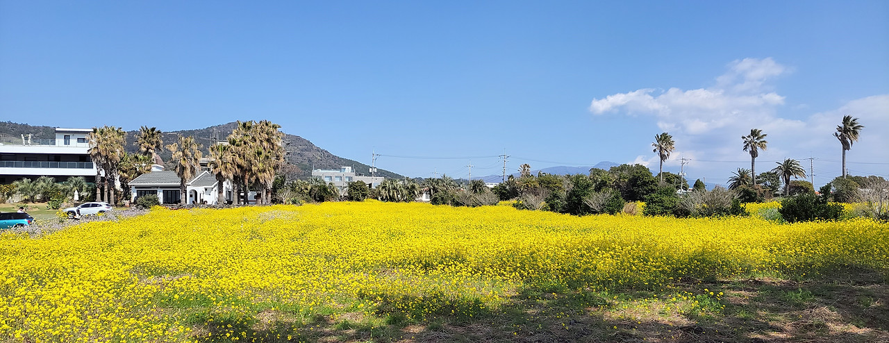 제주유채밭11.jpg