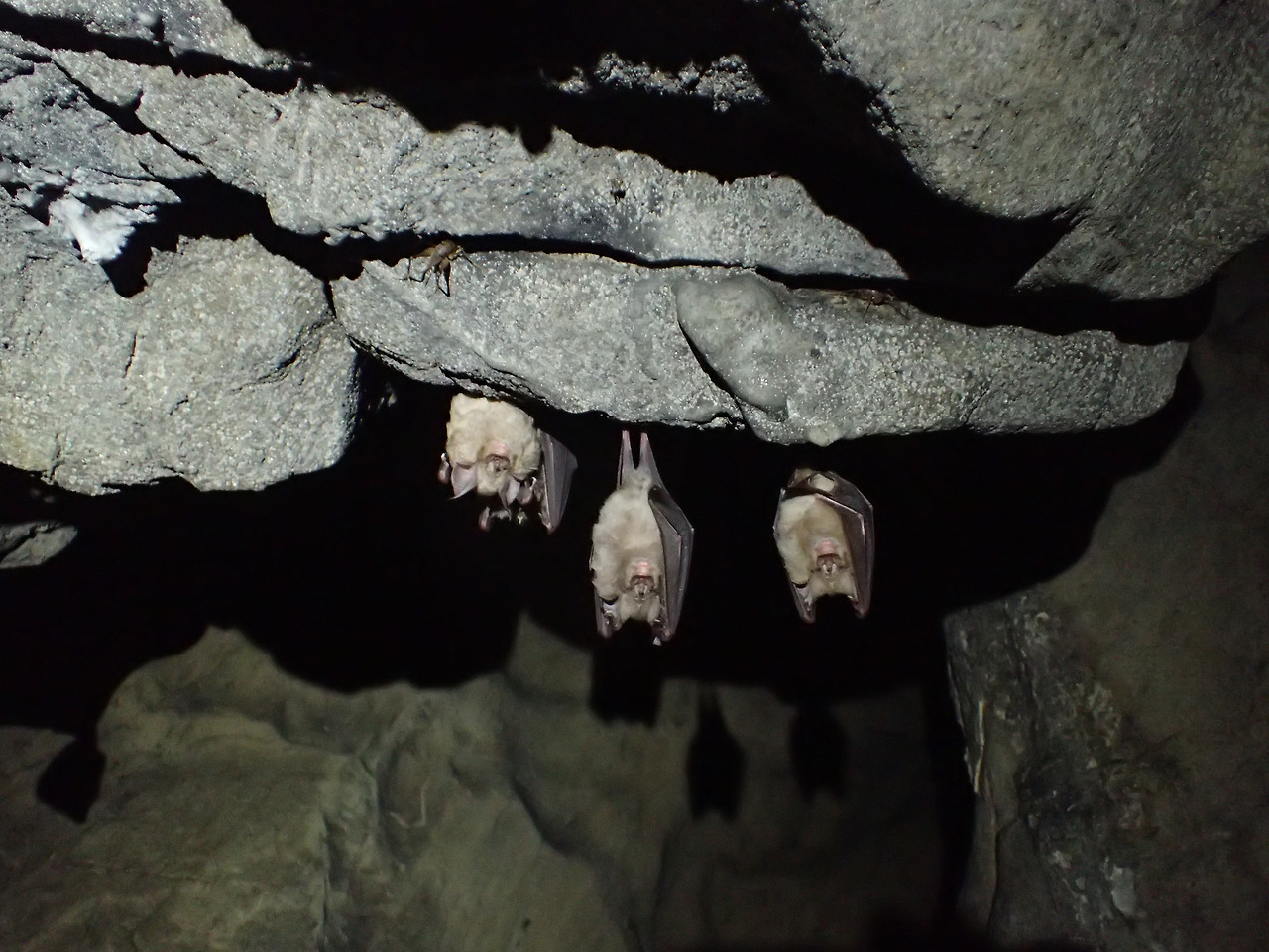 관박쥐.jpg