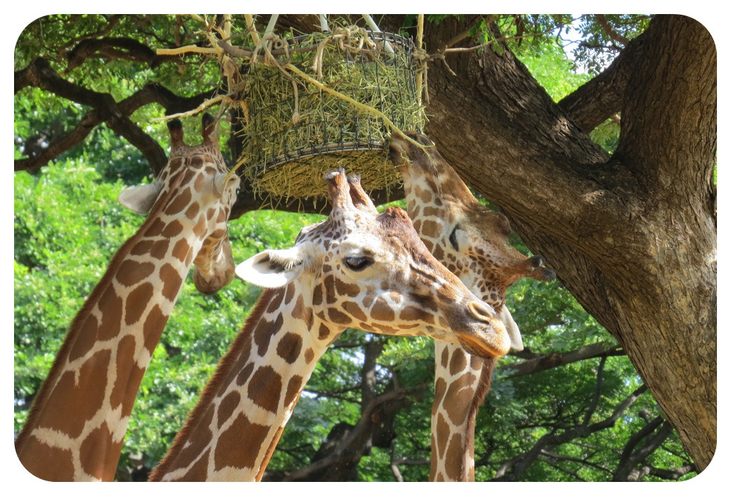 하와이 오아후섬 동물원 입구 Honolulu Zoo Entrance Hawaii Oahu.jpg