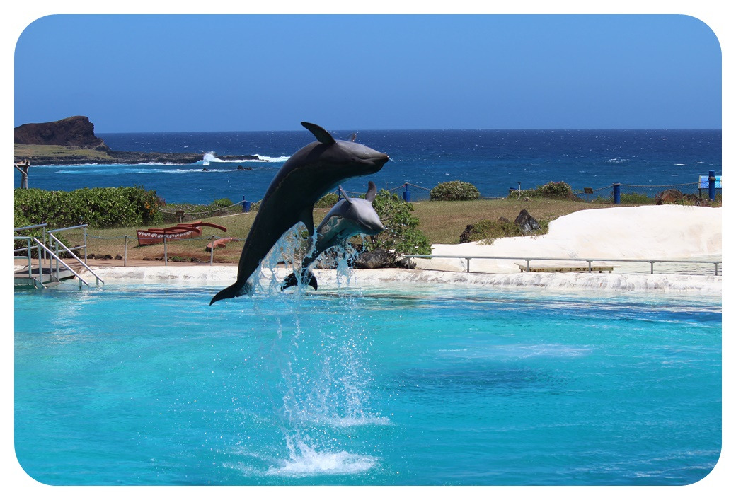 하와이 오아후섬 Sea Life Park Hawaii Oahu.jpg