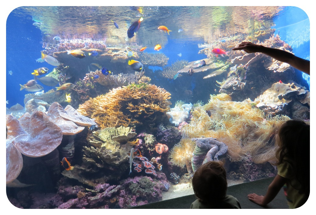 하와이 오아후섬 와이키키 아쿠아리움 Waikiki Aquarium Hawaii Oahu.jpg