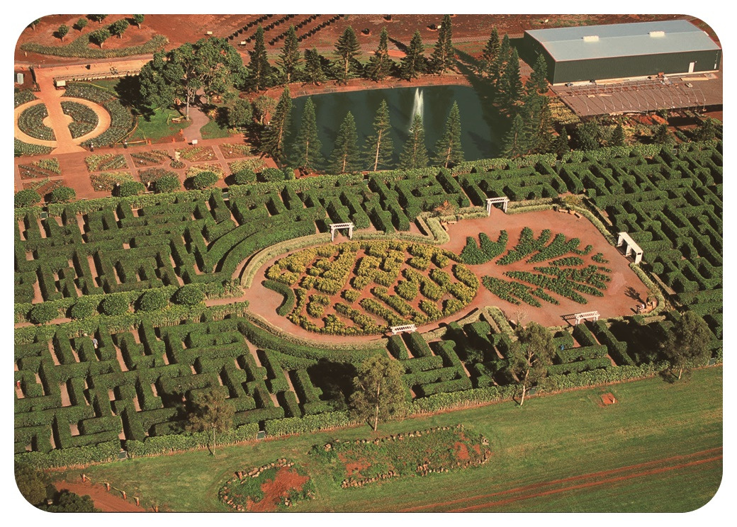 하와이 오아후섬 파인애플 농장 Dole Plantation The Maze Hawaii Oahu.jpg