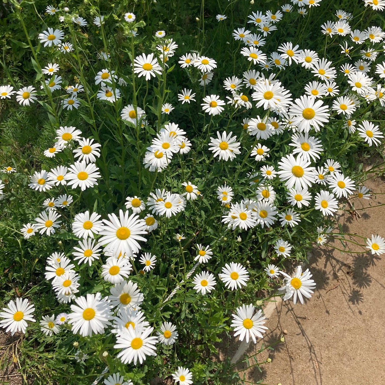 0. 블로그 프로필.jpg