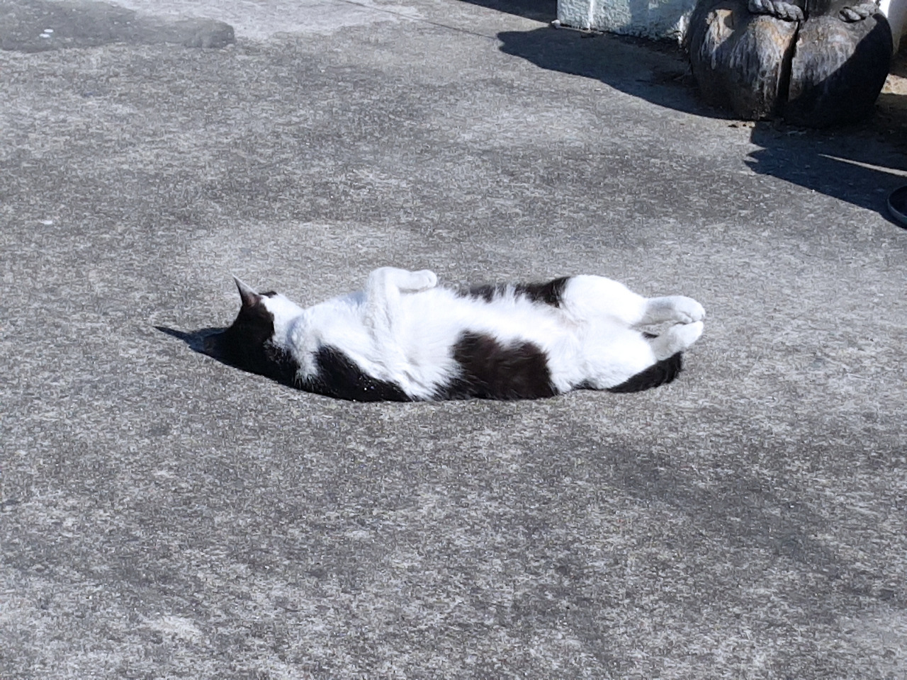 달래 발라당.jpg