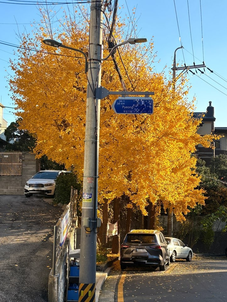골드낙엽.jpg