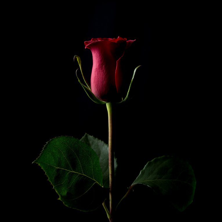 Forever_Rose_by-kevin_abosch.jpg