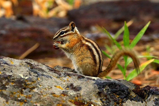 chipmunk-3016200_640.jpg