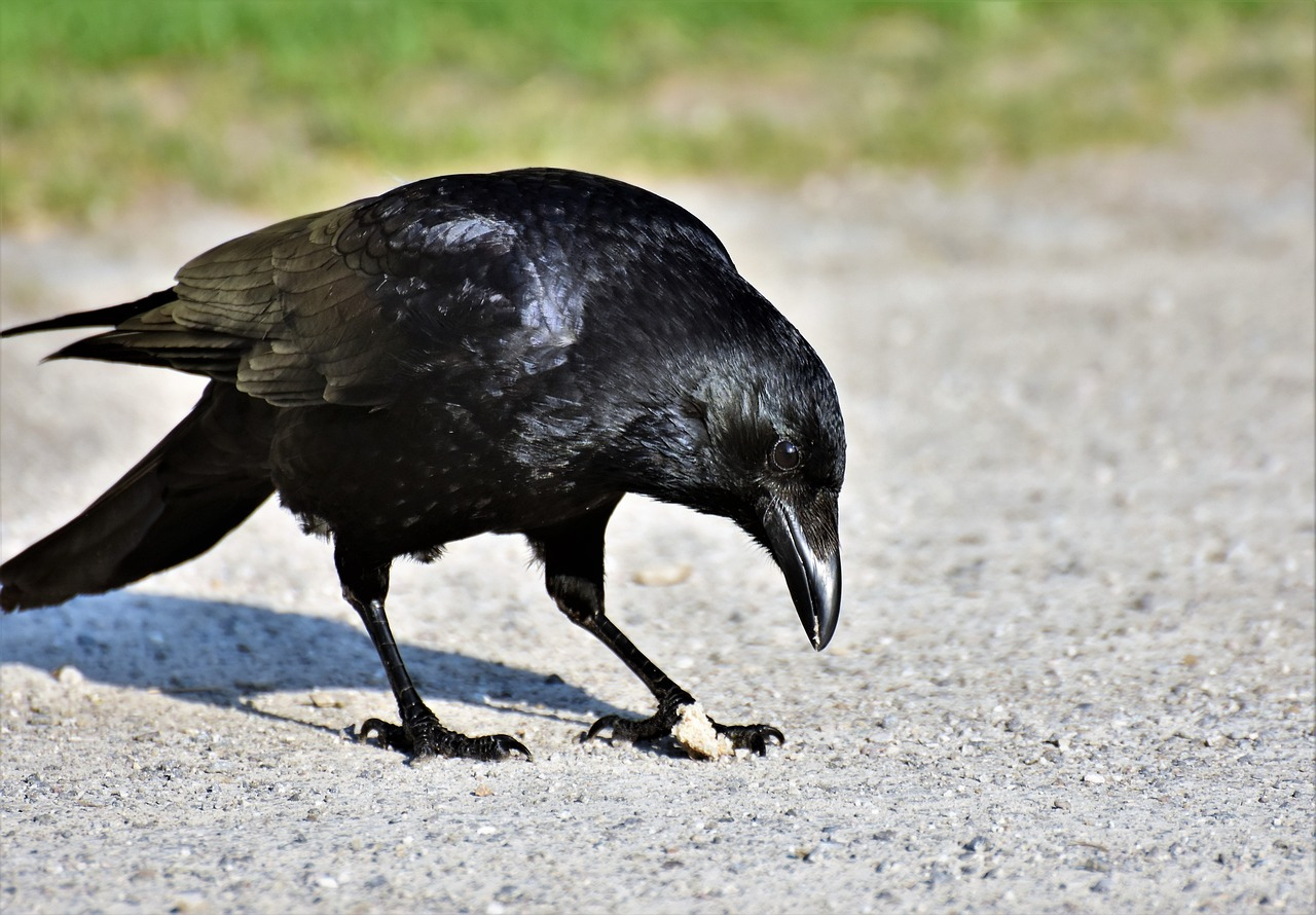 crow-3340529_1280.jpg