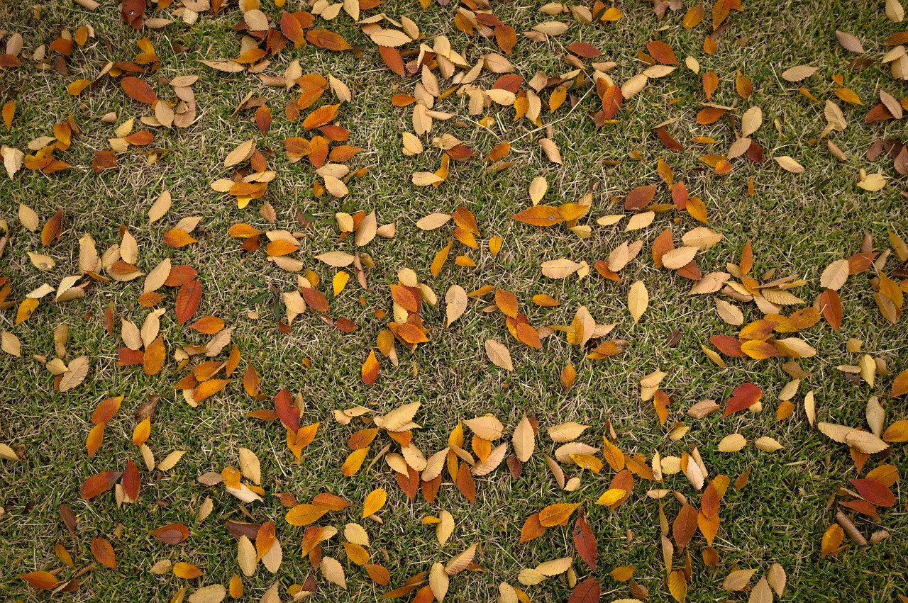 leaves-1821185_1280.jpg