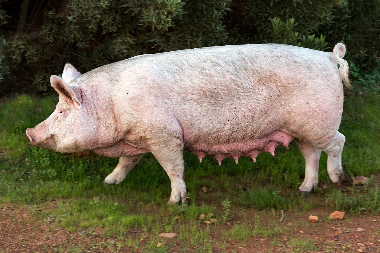 pig-4111895_1920.jpg