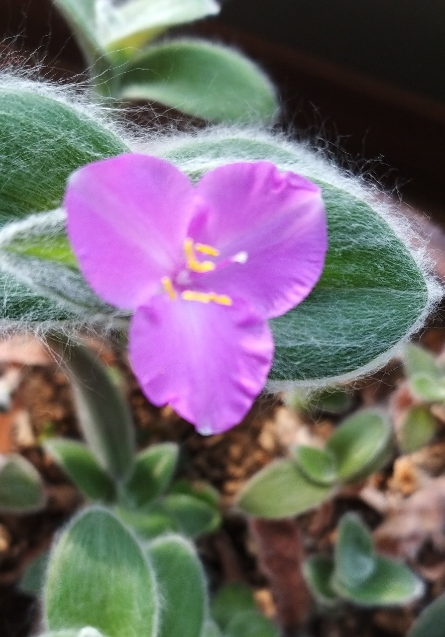 KakaoTalk_20220212 제주달개비.jpg