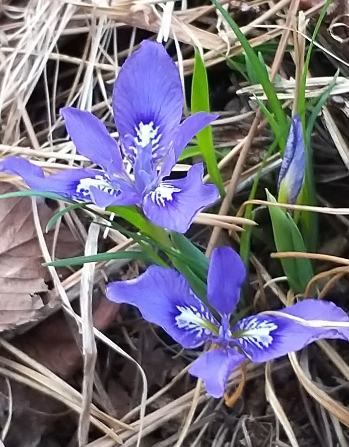 KakaoTalk_20220410_각시붓꽃 (2).jpg