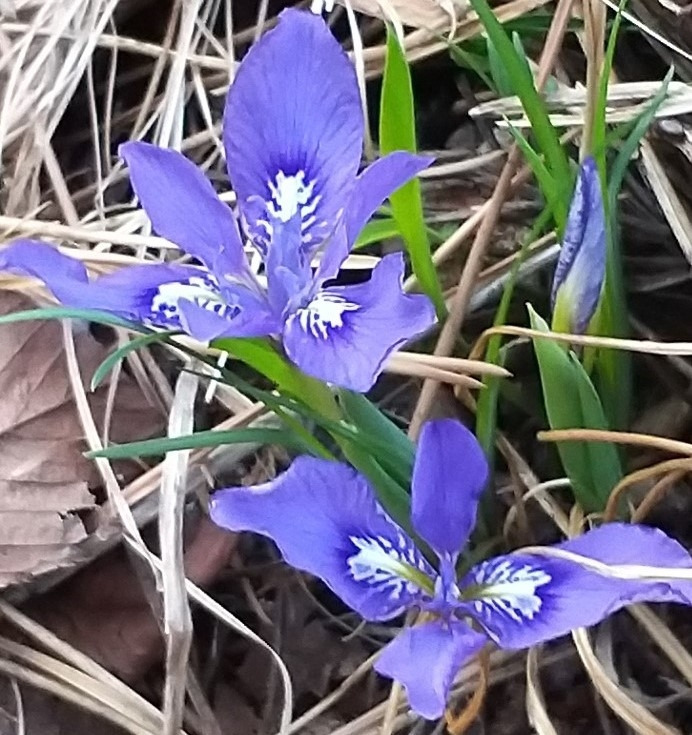 KakaoTalk_20220410_각시붓꽃 (3).jpg