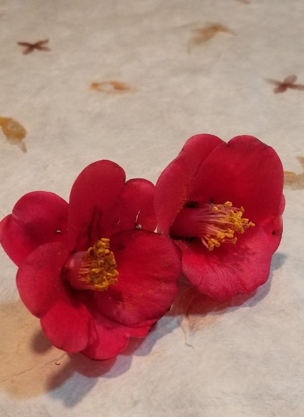 KakaoTalk_20220318_동백이 (2).jpg