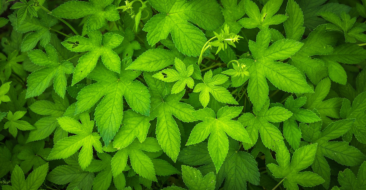 여름비염 환삼덩굴 지월한의원.jpg