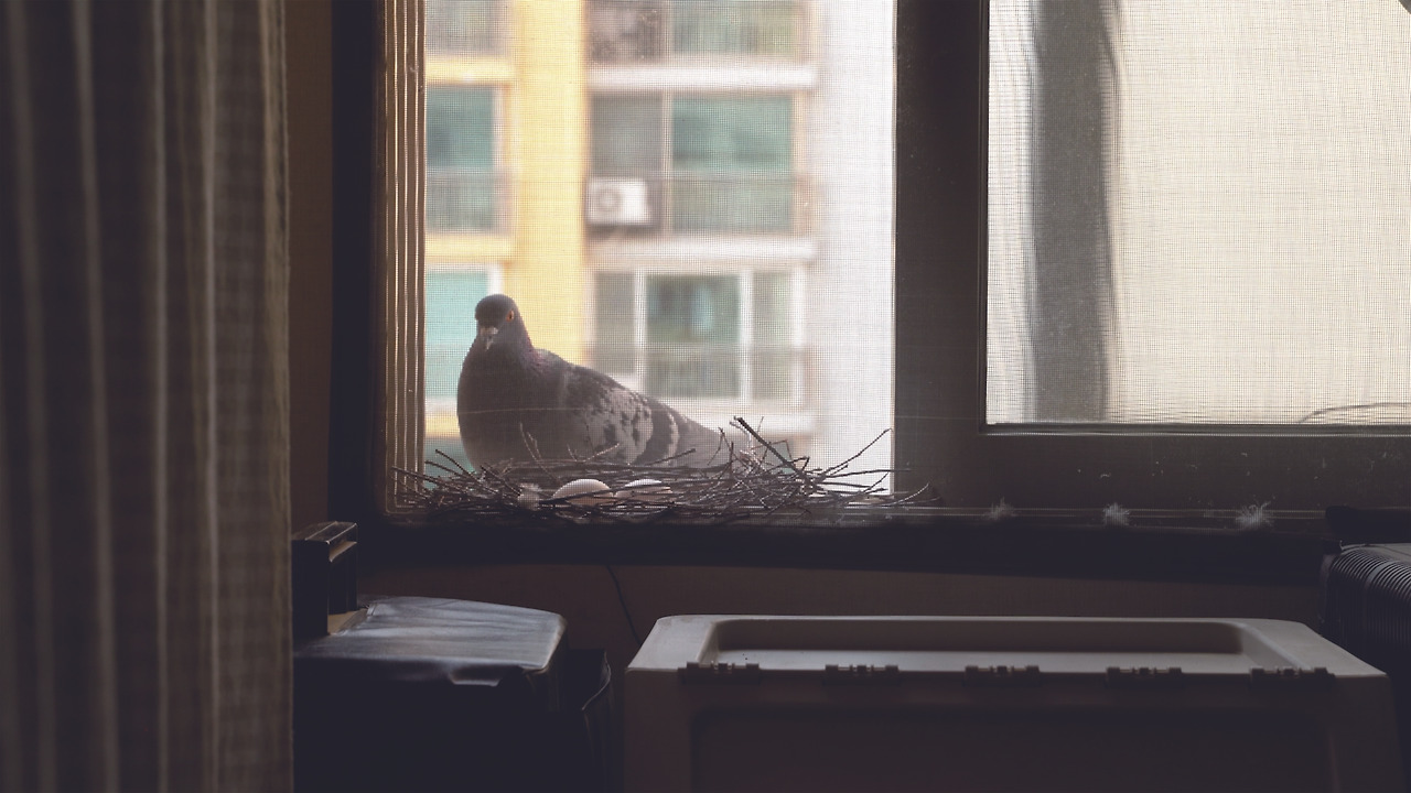 [메인] 스크린 뒤의 무단점유자들_스틸이미지1.jpg