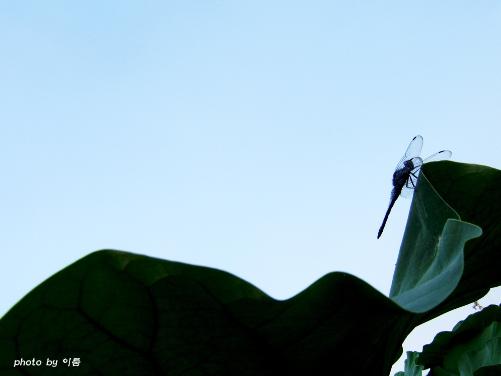 나의사진이야기2  1000.jpg