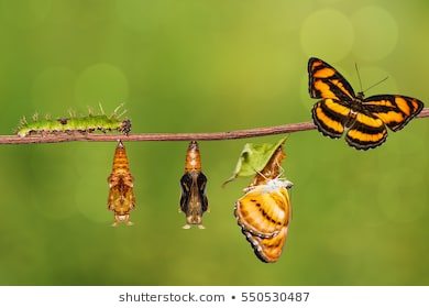 life-cycle-colour-segeant-butterfly-260nw-550530487.jpg