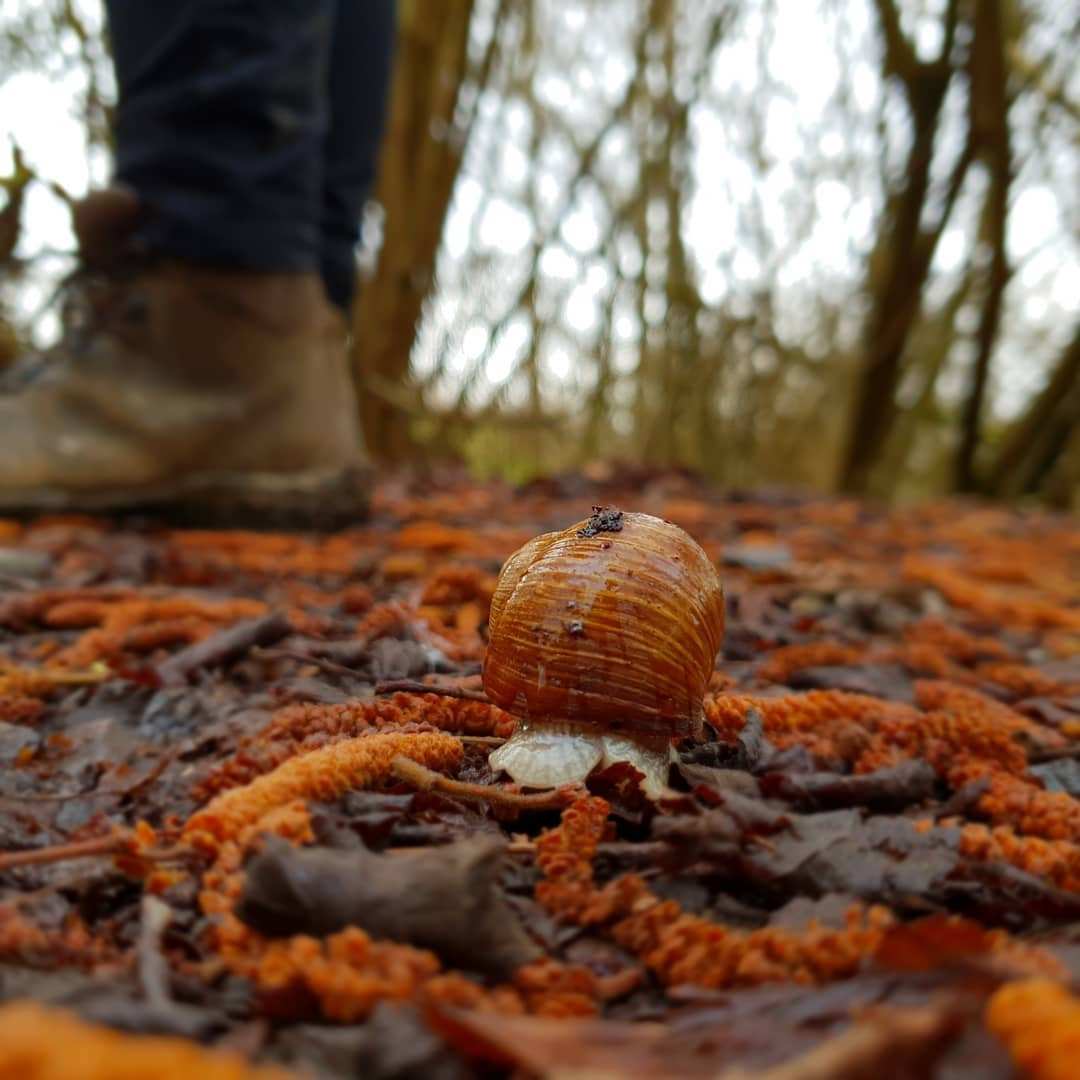 길동무 달팽이.jpg