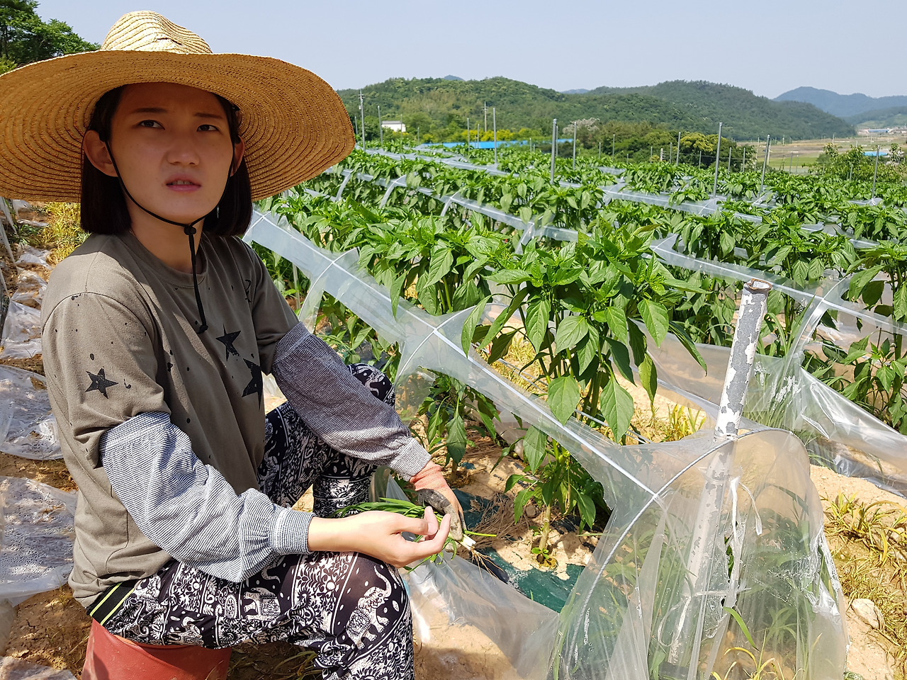 고추밭에서 짜증이 난 그루.jpg