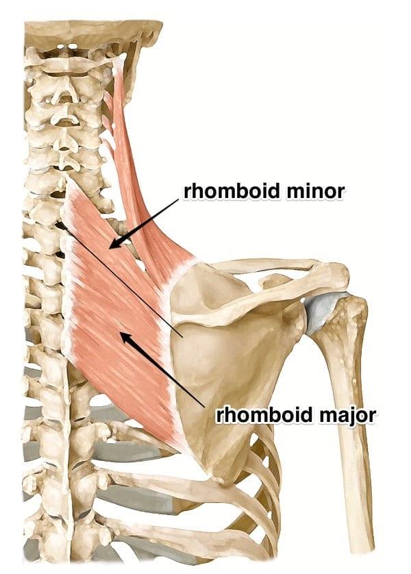 rhomboids-yoga-anatomy.jpg