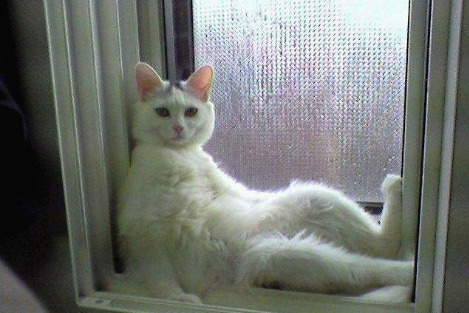 건방진 고양이.jpg