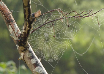 spider-web-617769_640.jpg