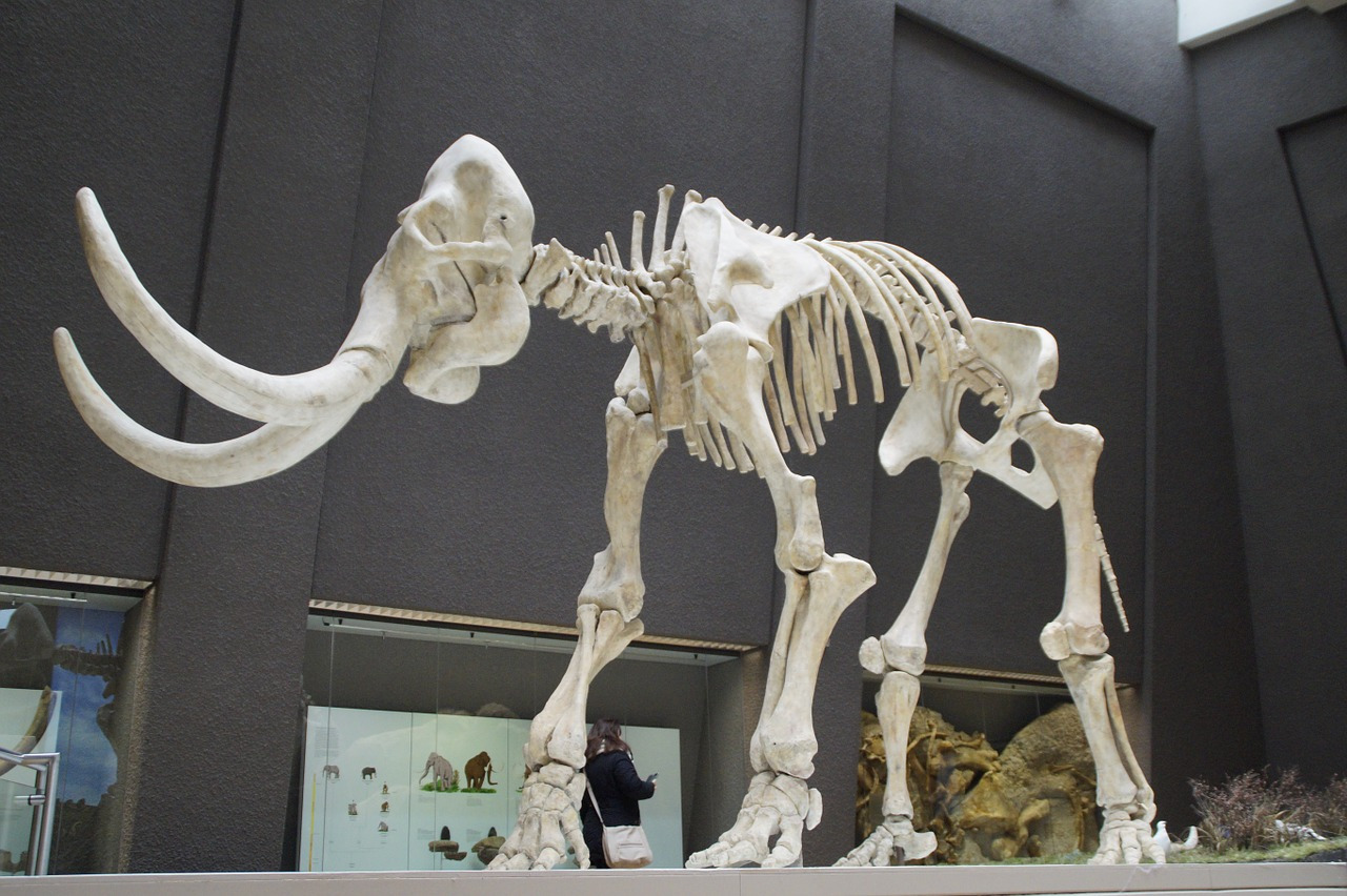 mammoth-1257288_1280.jpg