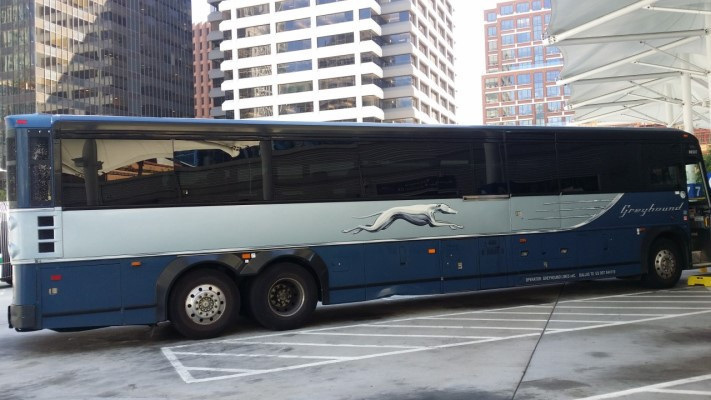 Greyhound.jpg