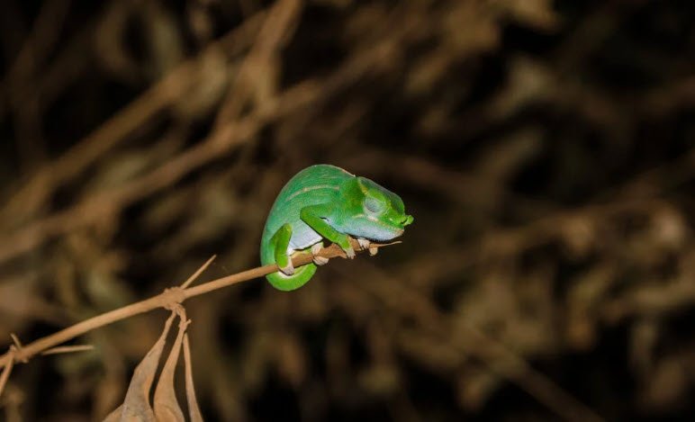 color-meanings.com_colorful-chameleons2.jpg