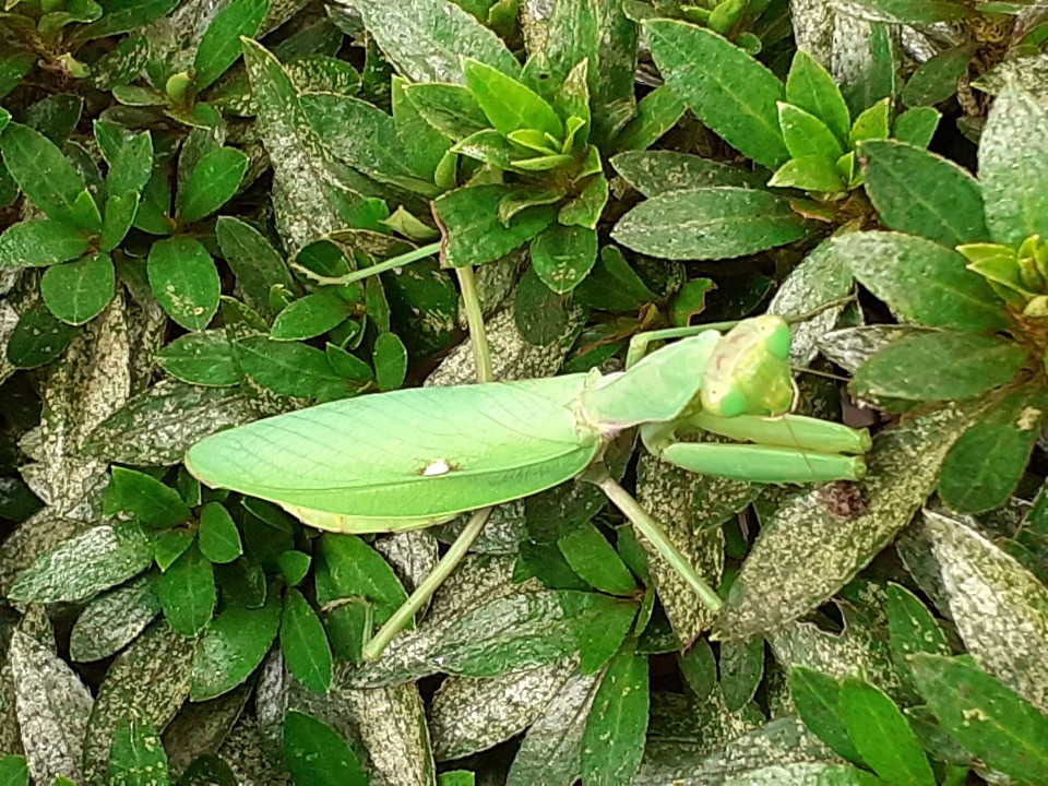 KakaoTalk_20201122_024835913(낙엽을 쓸며3).jpg