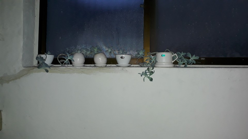 KakaoTalk_20190618_194130638(비 다육이).jpg