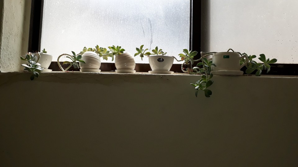 KakaoTalk_20190618_031950128(다육 환2).jpg