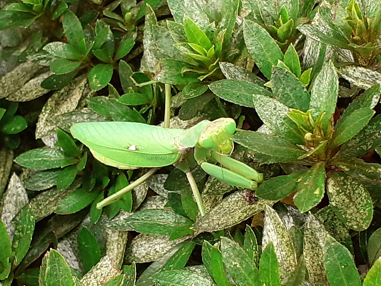 20201011_120740(연두와 만난 날).jpg