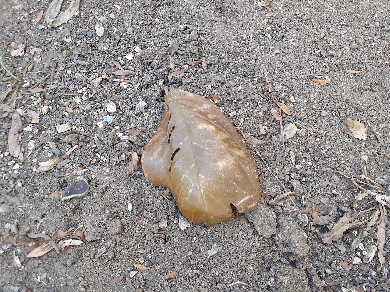 20201214_121033(연두가 묻힌 곳).jpg