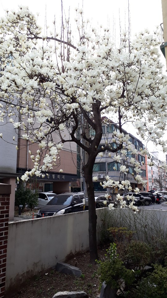 KakaoTalk_20200412_112933516(만개한 목련).jpg