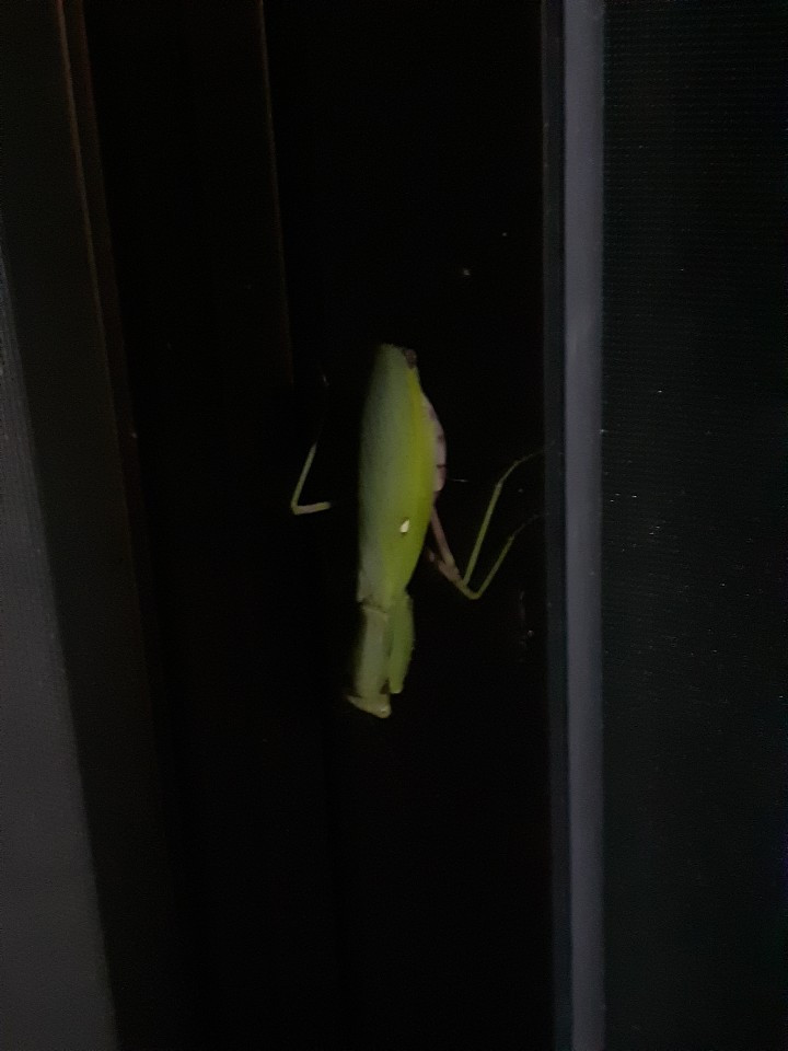 KakaoTalk_20201122_000943506(낙엽을 쓸며2).jpg