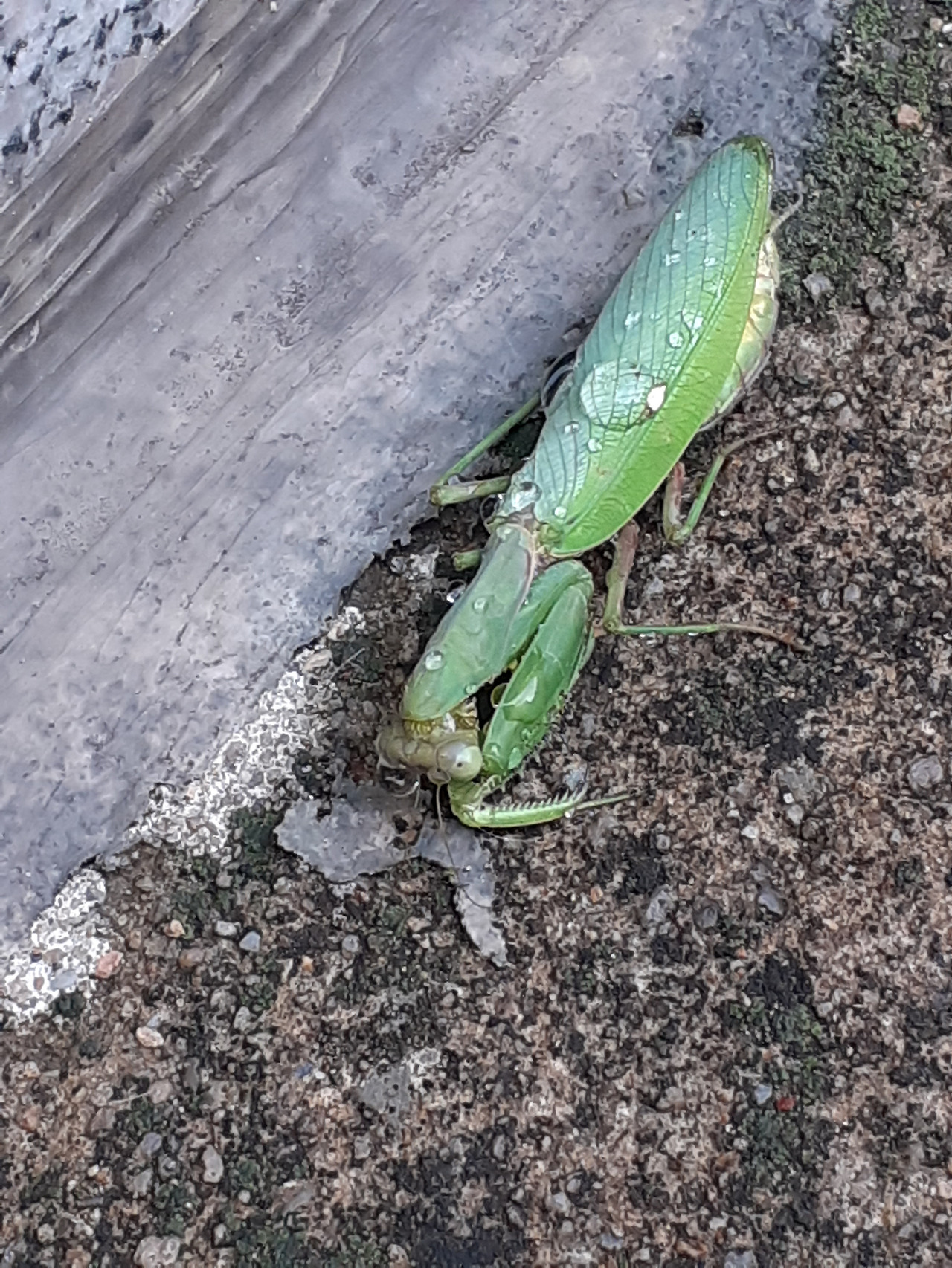 20201213_142549(연두의 마지막 모습).jpg