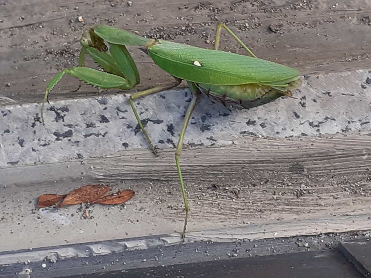 20201207_153820 (앞다리에 머리를 기댄 연두).jpg