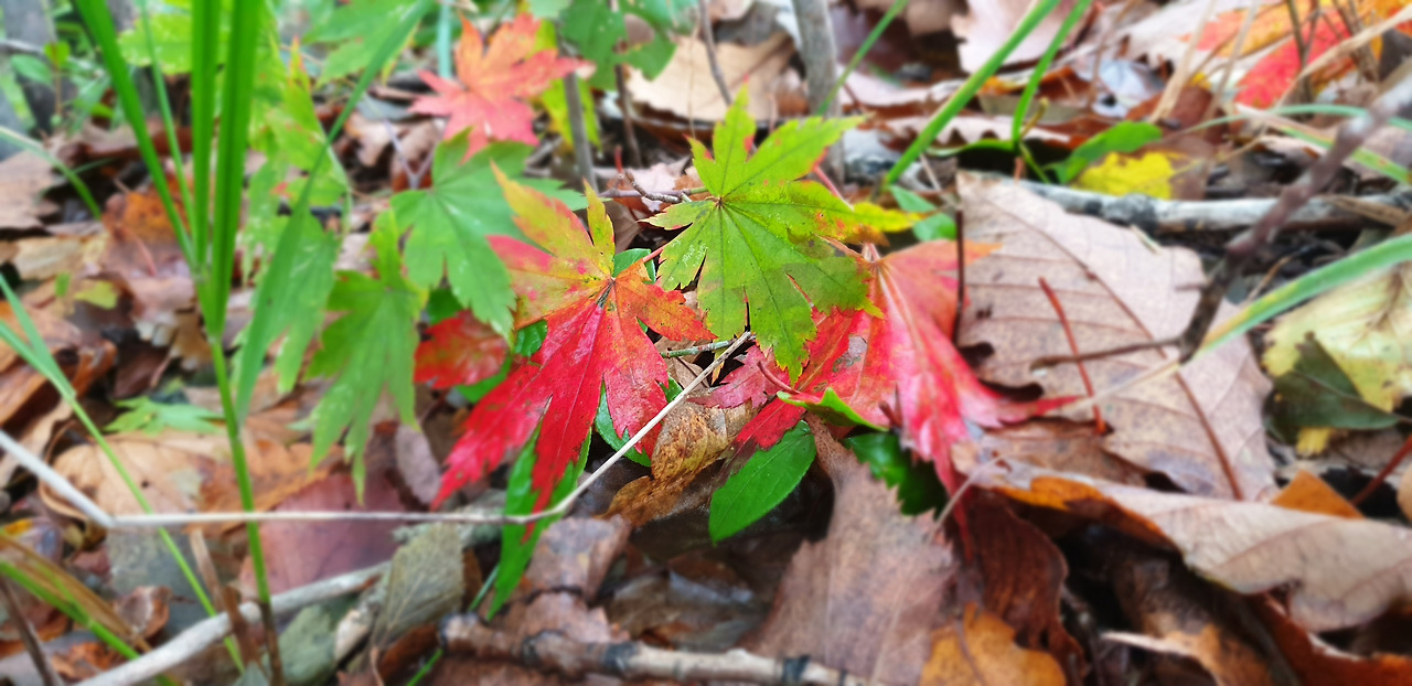 02 덕항산 (20).jpg