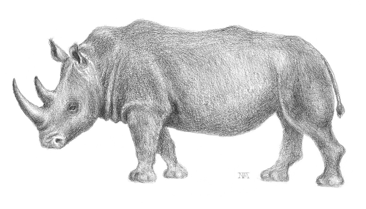 MA06P_서부검은코뿔소_종이에연필.jpg