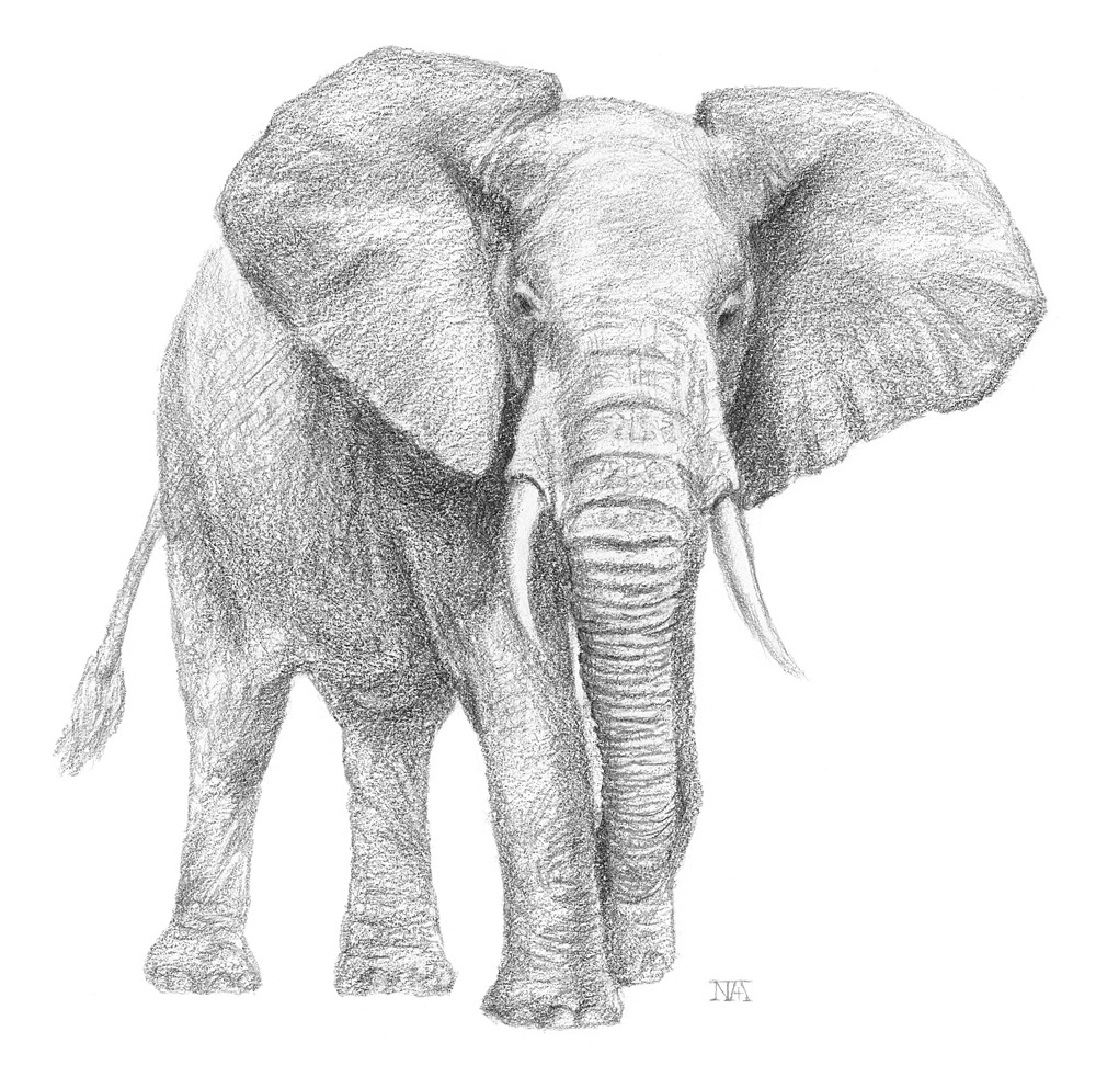 MA20P_아프리카코끼리_종이에연필.jpg