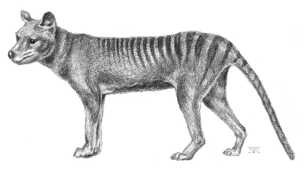 MA05P_태즈메이니아주머니늑대_종이에연필.jpg
