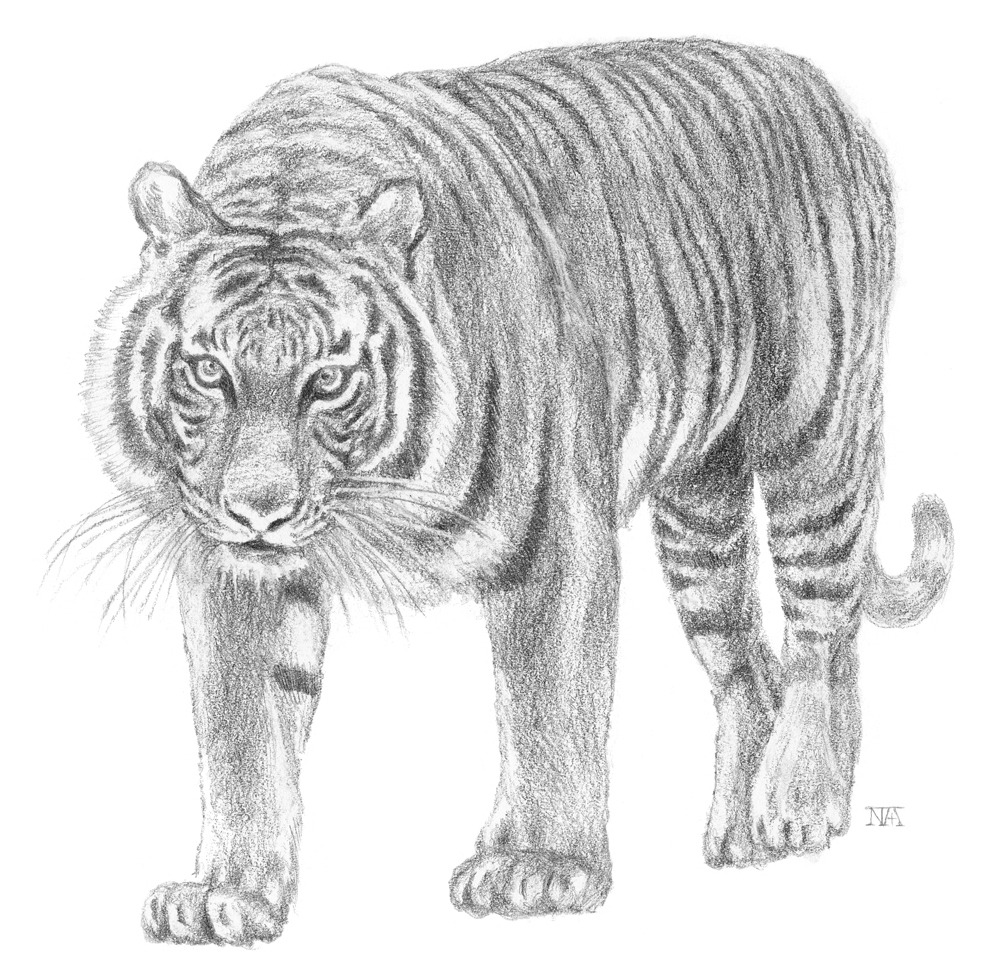 MA08P_말레이호랑이_종이에연필.jpg