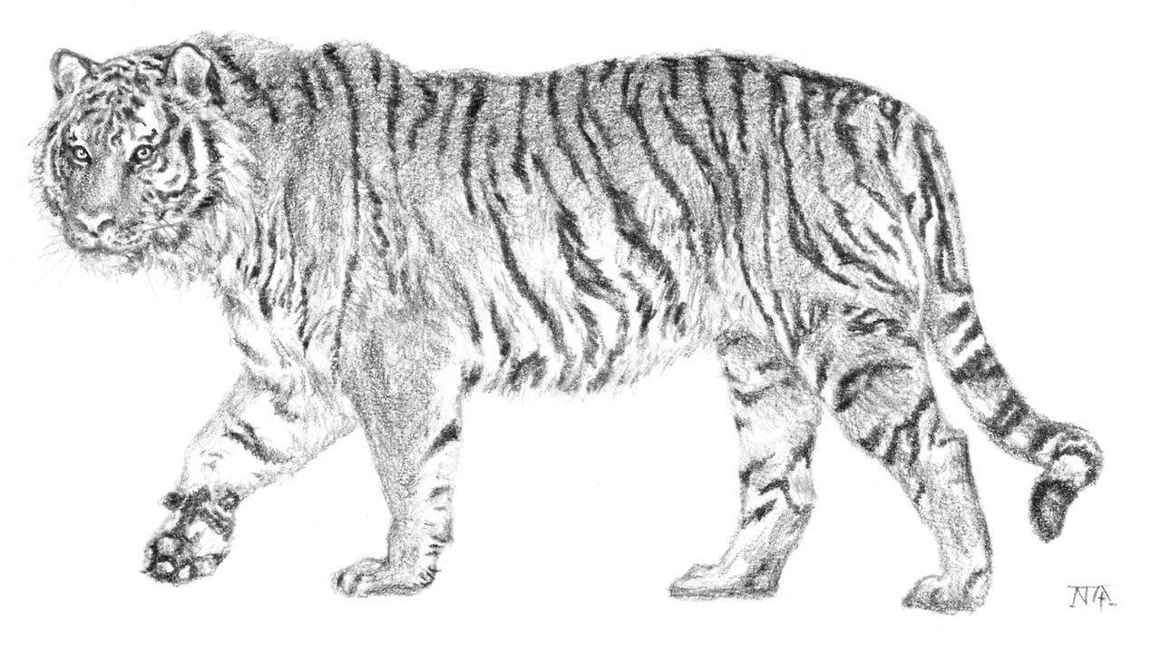 시베리아호랑이_연필.jpg
