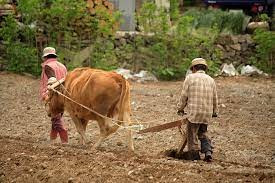 소를 이용한 쟁기질.jpg