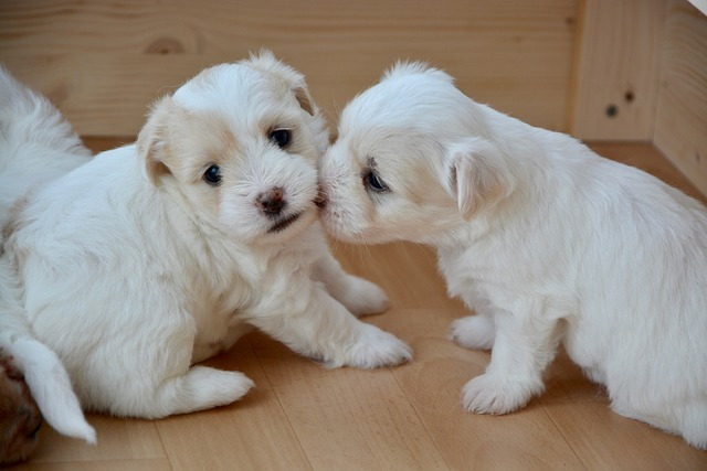 kiss-puppy-2646017_640.jpg