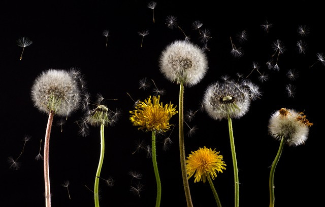 dandelions-gb5f45194d_640.jpg