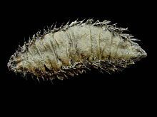 3. 220px-Aphrodita_aculeata.jpg